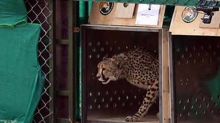 L'un des huit guépards laché&nbsp;dans le parc national de Kuno, dans le centre de l’Inde, le 17 septembre 2022. (- / PIB via AFP)