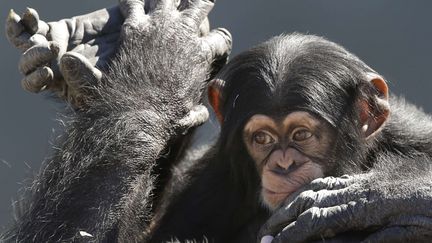 Un b&eacute;b&eacute; chimpanz&eacute; se repose avec sa m&egrave;re dans un refuge de Keithville (Louisiane, Etats-Unis), le 19 f&eacute;vrier 2013. (GERALD HERBERT / AP / SIPA)