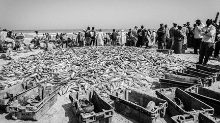 une chaîne de ramassage de poissons «collaborative» qui se fait à plusieurs embarcations. Ce type de pêche cible les poissons de type sardines, harengs, anchois, chinchards, maquereaux. (Nathalie Guironnet)