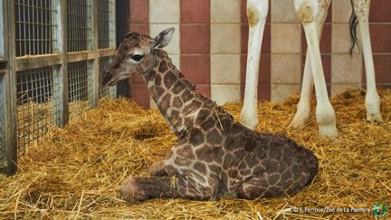 Autisme : zoo et thérapie