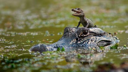 Un b&eacute;b&eacute; alligator voyage sur la t&ecirc;te de sa m&egrave;re dans le parc de Brazos Bend (Texas), le 16 f&eacute;vrier 2012. (CLAYTON BOWNDS / CATERS NEWS AGENCY / SIPA)