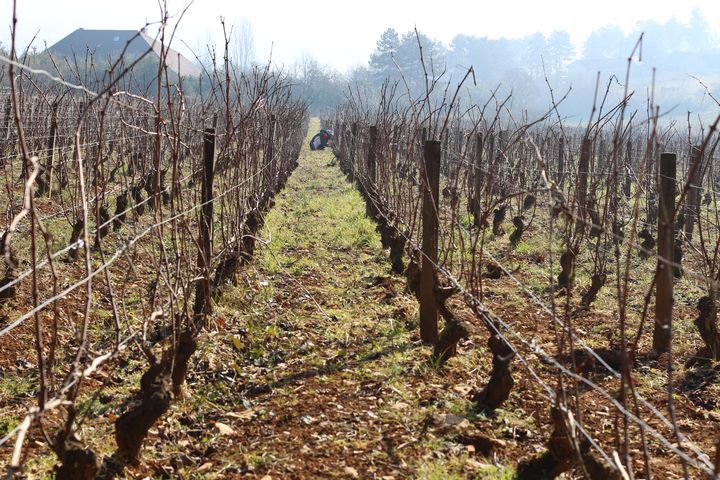 Un ouvrier taille la vigne dans une parcelle du domaine Emmanuel Giboulot, cultiv&eacute;e en biodynamie, &agrave; Beaune (C&ocirc;te-d'Or)&nbsp;le 12 f&eacute;vrier 2015. (BENOIT ZAGDOUN / FRANCETV INFO)