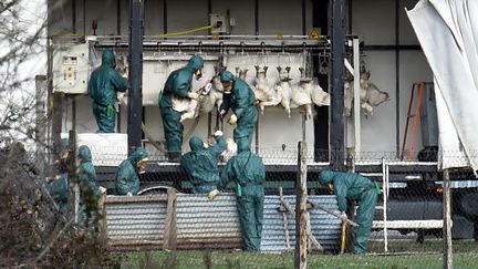 Un élevage touché par la grippe aviaire à Lafitte-Vigourdane (Haute-Garonne), le 13 janvier 2016. (MAXPPP)