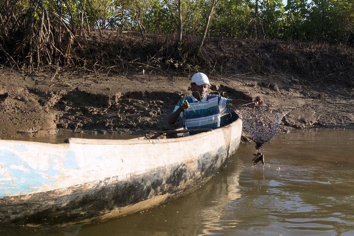 Clément Joseph Rabenabdreasana, 36 ans, attrape des crabes dans la mangrove près du village de Beanjavilo, à l'ouest de Madagascar, le 24 avril 2018. ( Laure FILLON/AFP)