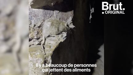 Brut a suivi les égoutiers de Paris pendant plusieurs interventions. Voilà à quoi ressemble leur quotidien.