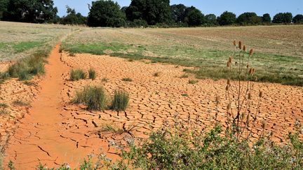 Le Préau, affluent de la Sarthe, dans l'ouest de la France, est asséchée avec la canicule, le 22 août 2018. (JEAN-FRANCOIS MONIER / AFP)