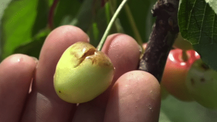 Vaucluse : un arboriculteur perd 70% de sa production (France 3)