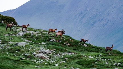 Des isards dans le cirque de Troumouse (Hautes-Pyrénées), le 15 juin 2021. (LILIAN CAZABET / HANS LUCAS / AFP)