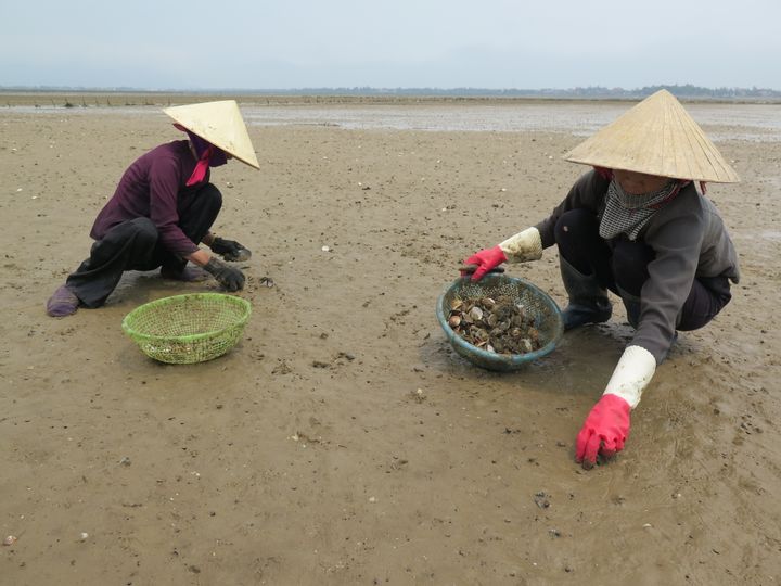 Des femmes ramassent des palourdes dans la province de Ha Tinh, au Vietnam, le 27 avril 2016. (STR / AFP)