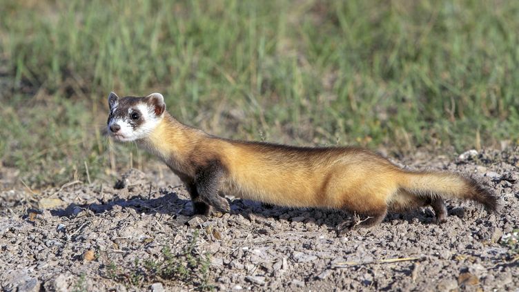 Biodiversité : certains animaux nuisibles méritent-ils leur réputation ?