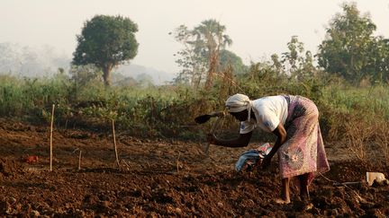 Dans le centre agropastoral installé au bord de la rivière Ouakka à Bambari, en Centrafrique, le 19 novembre 2020. (CAMILLE LAFFONT / AFP)