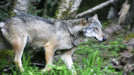  (Les loups auraient encerclé le jeune homme près de la forêt de la Blanche (photo d'illustration) © Maxppp)