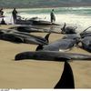 Des sauveteurs tentent de secourir des baleines-pilotes &eacute;chou&eacute;es sur une plage de Tasmanie, dans le sud de l'Australie, le 26 octobre 2005. (LIZ WREN / AP / SIPA)