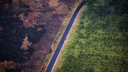 Une forêt brûlée après des incendies près de Landiras, dans le sud-ouest de la France, le 29 juillet 2022. Photo d'illustration. (THIBAUD MORITZ / AFP)