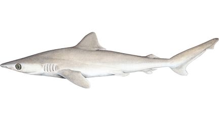 Carcharhinus obsolerus, ou "requin perdu", une espèce disparue à l'état sauvage en 2020.&nbsp; (LINDSAY MARSHALL CC BY 4.0 VIA WIKIMEDIA COMMONS)