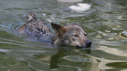 Un loup nage dans un plan d'eau artificiel du&nbsp;zoo de Vincennes, à Paris, le 3 juillet 2015. (PATRICK KOVARIK / AFP)