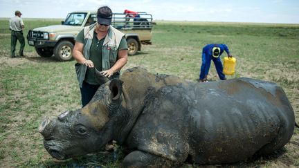 Un rhinocéros dont la corne a été découpée au ranch de l'éleveur John Hume à Klerksdorp (Afrique du Sud), le 3 février 2016. (MUJAHID SAFODIEN / AFP)