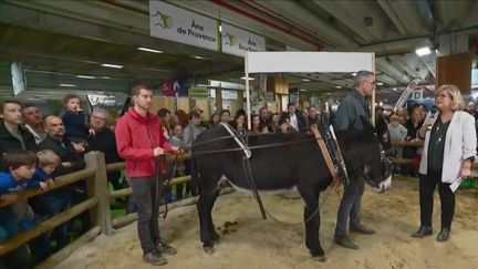 Agriculture : le retour des ânes au travail