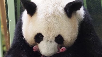 La panda géante Huan Huan et ses jumelles tout juste nées, le 2 août 2021, au parc zoologique de Beauval. (GUILLAUME SOUVANT / AFP)