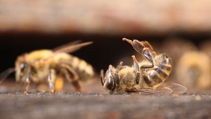 En l'espace de vingt-cinq ans, la moiti&eacute; des abeilles ont disparu.&nbsp; (PAUL-ANDRÉ COUMES / BIOSPHOTO)