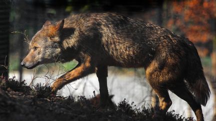 Un loup d'Espagne, le 25 juin 2019, au zoo de Vincennes, à Paris. (MANUEL COHEN / AFP)