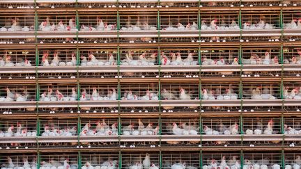 maintes fois primé a réalisé plus de 40 reportages pour «National Geographic» ces trentes dernières années. Le festival vous propose de découvrir ses photos sur l’agriculture intensive à travers le monde, notamment en Chine, au Brésil et aux Etats-Unis.
 
 
 (George Steinmetz/La Gacilly)