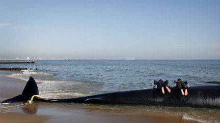 Deux jeunes gar&ccedil;ons font du "planking" sur une baleine &eacute;chou&eacute;e &agrave; Norfolk (Virginie), le 21 f&eacute;vrier 2012. (PRESTON GANNAWAY / AP / SIPA)