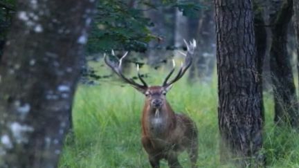 Si le retour du loup dans la nature fait débat, il y a également bataille autour de la présence des cerfs. Reportage dans la forêt de Chaux, dans le Jura, en pleine période de brame. (FRANCE 3)