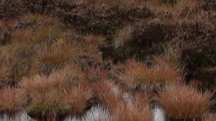 Climat : les tourbières en pleine réhabilitation