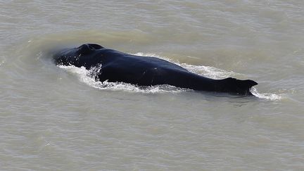 Une baleine repérée dans la Seine (1/1)