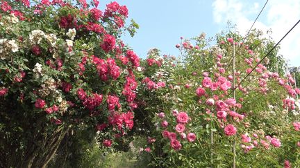 Rosiers dans le jardin Mela Rosa. (ISABELLE MORAND / RADIO FRANCE / FRANCE INFO)