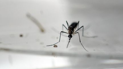 Il n'existe actuellement aucun vaccin, ni traitement pour guérir de l'infection Zika, transmise par le moustique. (MARVIN RECINOS / AFP)