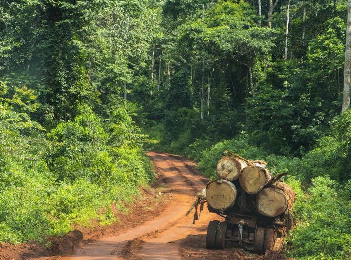 Forêt au Cameroun (Michael Runkel / Robert Harding Premium / robertharding)