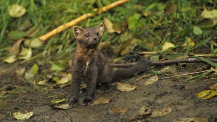 La martre d'Amérique est une espèce de la famille des mustélidés. (IGNACIO YUFERA / BIOSPHOTO / AFP)