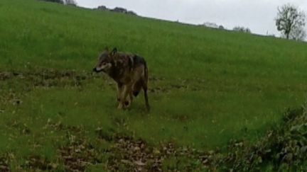 Un loup aurait été vu il y a quelques jours près de Bayeux (Calvados). Un agent de l’office français de la biodiversité s’est rendu sur place pour des prélèvements.&nbsp;
 (CAPTURE ECRAN FRANCE 2)