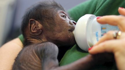 Un bébé gorille femelle né au&nbsp;zoo de Bristol (Royaume-Uni) en février 2016
 (REUTERS)