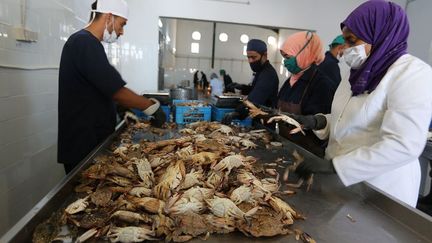 Depuis 2017, une usine s’est installée à Zarzis près de Djerba. Aujourd’hui, le pari est de faire adopter le crabe bleu par le consommateur. D’autant que, selon la profession, la valorisation du daech n’est pas facile. Le crustacé est fragile et doit être rapidement congelé. Pour l’instant, sa vente se fait surtout à l’export, vers l’Asie et les Etats du Golfe persique. Les Tunisiens n’ont pas encore adopté l’animal, inconnu il y a peu.
 (FATHI NASRI / AFP)