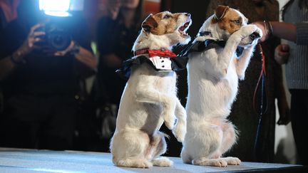 Uggie, le chien de "The Artist", et sa doublure Dash au Golden Collar Awards, &agrave; Los Angeles (Californie, Etats-Unis) le 13 f&eacute;vrier 2012. (ROBYN BECK / AFP)