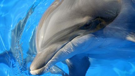 Marineland : le parc aquatique rouvre ses portes après cinq mois de travaux