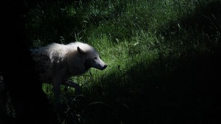 Un loup dans le zoo de Port-Sainte-Père (Loire-Atlantique), le 5 juin 2021. (LOIC VENANCE / AFP)