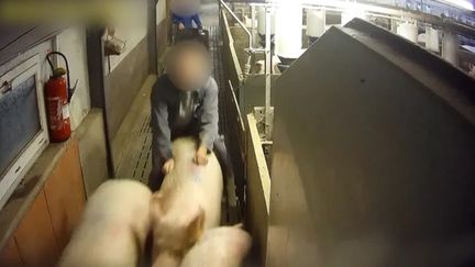 Les images ont été tournées dans un élevage de cochons de Saint-Glen, dans les Côtes d'Armor. (ASSOCIATION L214)