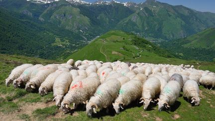 Savoie : les loups de le discorde