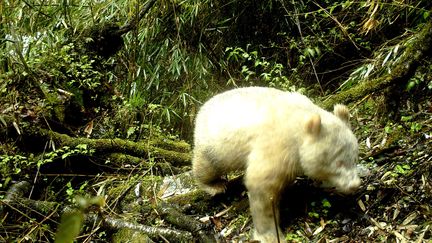 Un panda géant albinos, le 20 avril 2019, dans la réserve naturelle nationale du Wolong (Chine). (WOLONG NATIONAL NATURE RESERVE / AFP)