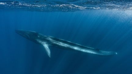 Le rorqual Fluker,&nbsp;amputé de sa queue, photographié dans le&nbsp;sanctuaire marin Pelagos, zone protégée créée entre l'Italie, la France et Monaco.&nbsp; (ALEXIS ROSENFELD)