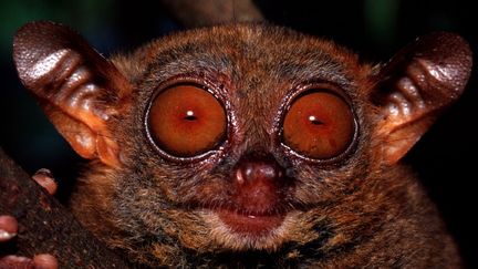 Philippines : une île sanctuaire pour les primates tarsiers