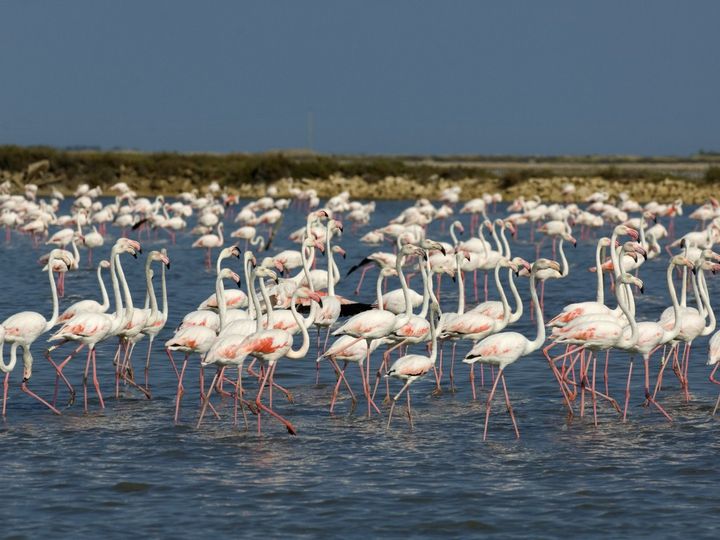 &nbsp; (© visitesalinsdecamargue.com)