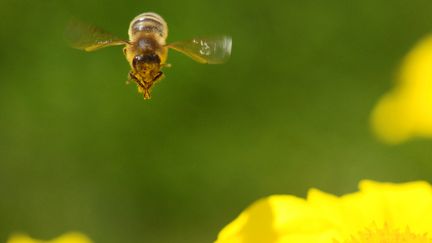 Une abeille, en Allemagne, le 30 juillet 2012. (MATTHIAS HIEKEL / DPA)