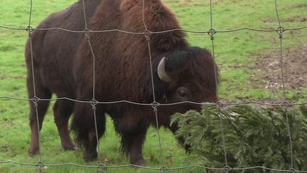 Vous ignorez comment recycler votre sapin de Noël ? En Loire-Atlantique, un parc animalier a mis en place une initiative aussi originale qu'écologique.&nbsp; (CAPTURE D'ÉCRAN FRANCE 3)