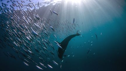 Un dauphin dans les eaux de la Wild Coast, en Afrique du Sud. (COLIN MARSHALL / BIOSPHOTO)