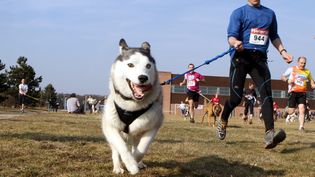 Gard : le championnat de France de canicross annulé après la mort de plusieurs chiens empoisonnés